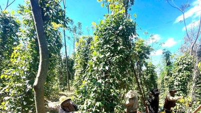 Pepper prices today, December 30, 2025: Indonesian pepper prices fall sharply.