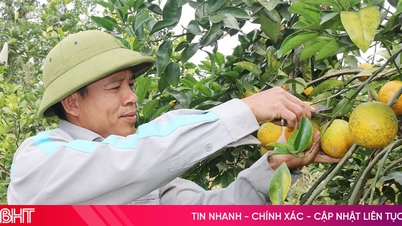 Para petani jeruk di Ha Tinh sedang menyeimbangkan pasokan untuk memenuhi permintaan pasar menjelang Idul Fitri.