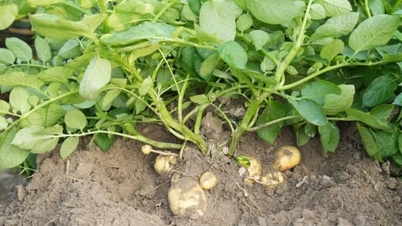 Biological solutions - the foundation of a healthy agricultural ecosystem.