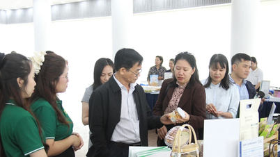 Gia Lai đánh giá, phân hạng 26 sản phẩm OCOP cấp tỉnh