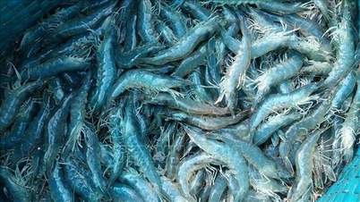 Harga udang mencapai paras tertinggi pada akhir musim.