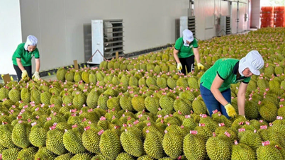 De export van groenten en fruit zal naar verwachting in 2025 versnellen en in 2026 een waarde van 9 tot 10 miljard dollar bereiken.