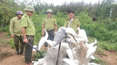 Nghệ An xử lý nghiêm vấn nạn săn bắn động vật hoang dã
