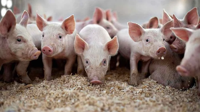 Ceny wieprzowiny wykazywały przeciwne wahania, osiągając szczyt na poziomie 69 000 VND/kg.