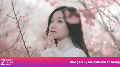새해 연휴 기간 동안 디엔비엔에 있는 한적한 벚꽃 명소.