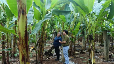 Lao Cai strebt an, dass 100 % seiner kommerziellen Bananenanbaufläche mit Anbaugebietscodes für Exportzwecke ausgezeichnet werden.