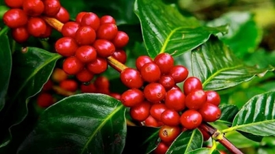 قیمت کالاهای کشاورزی در 30 دسامبر 2025: قیمت قهوه دوباره به شدت کاهش یافت، قیمت فلفل همچنان بالا ماند.