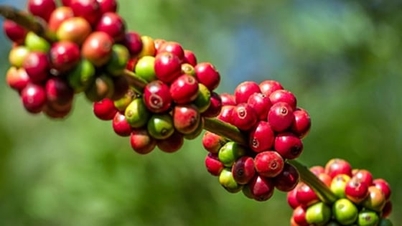 Harga kopi hari ini, 30 Disember 2025: Harga global meningkat sedikit.