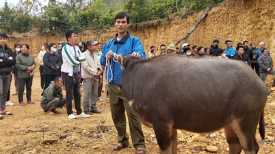 Gmina Dam Thuy przekazuje hodowlę bawołów ubogim rodzinom w okolicy - Cao Bang Online Newspaper