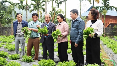 Hội thảo phát triển cây sâm Triều Tiên tại xã Việt Lâm