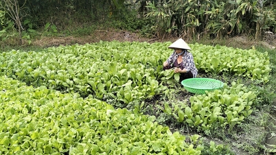 Wanita di komune Go Quao saling membantu membangunkan ekonomi.