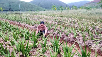 Aloe vera-planter i Long Coc