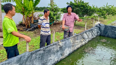 Triển vọng từ mô hình nuôi ếch theo tiêu chuẩn VietGAP