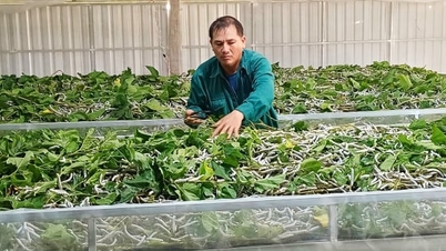 Medios de vida sostenibles gracias al cultivo de moreras y la cría de gusanos de seda.