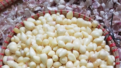 Đặc sản dưới lòng đất được ví như ‘lộc trời’ ở Sơn La, giá đắt đỏ vẫn hút khách