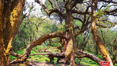 Establishing the Muong La - Ta Xua World Biosphere Reserve