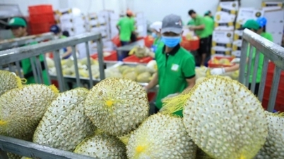 По прогнозам, экспорт сельскохозяйственной, лесной и аквакультурной продукции достигнет 70,09 млрд долларов США в 2025 году, что станет самым высоким показателем за всю историю.