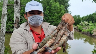 Ca Mau sets 'green standards' for brackish water shrimp farming areas.