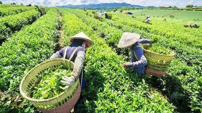 Yetkililer, Pakistan'ın Karaçi limanında mahsur kalan yaklaşık 500 konteyner Vietnam çayını başarıyla 'kurtardı'.