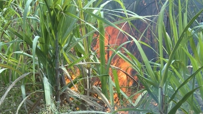 160 hectares de canne à sucre ont été détruits par un incendie juste avant la récolte.