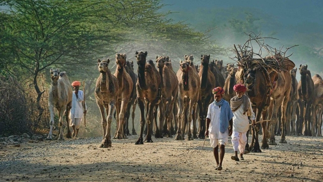 1764202244001_pushkar-camel-