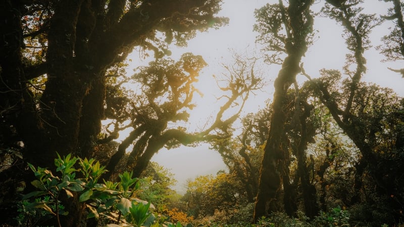 Perdido en el bosque de musgo de hadas camino a conquistar Phu Sa Phin