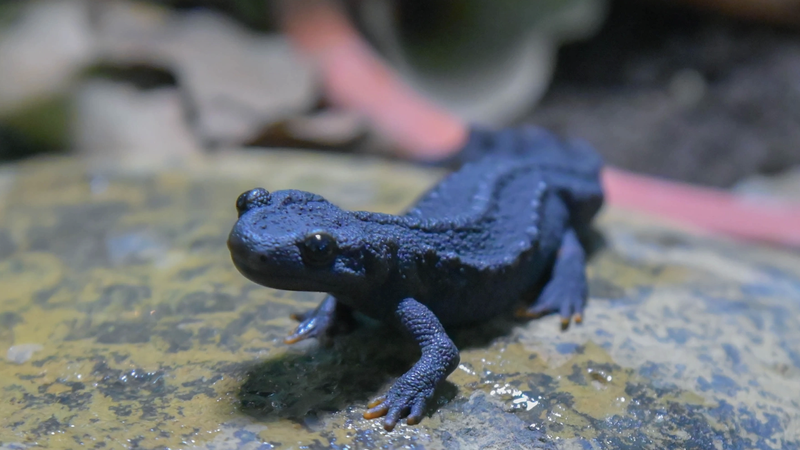 Zbliżenie na jaszczurkę krokodylową w Wietnamie, obecną od czasów dinozaurów