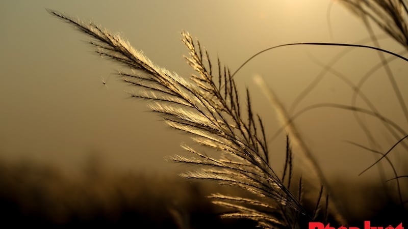 វាលដើមត្រែងរីកដុះដាលនៅទីក្រុង Da Nang ទាក់ទាញអ្នកស្រុក និងភ្ញៀវទេសចរ។
