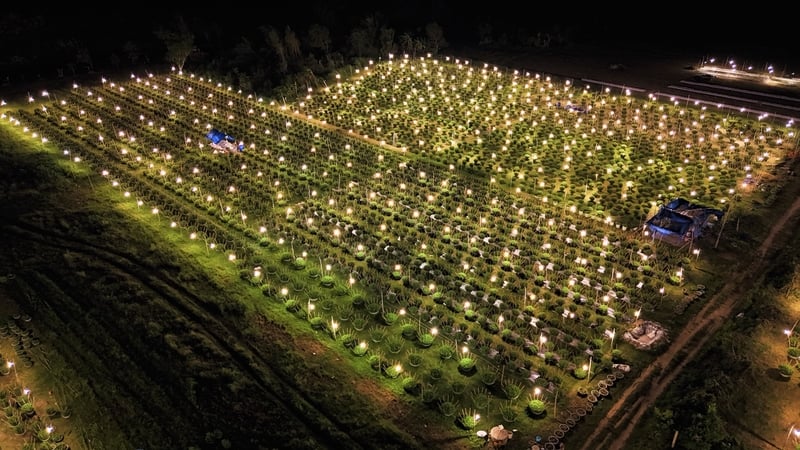 หลังพายุและน้ำท่วม หมู่บ้านดอกเบญจมาศในช่วงเทศกาลตรุษจีนที่เมืองจาลาย หวังว่าจะไม่มีไฟฟ้าดับ เพื่อช่วยต้นไม้เหล่านี้ไว้