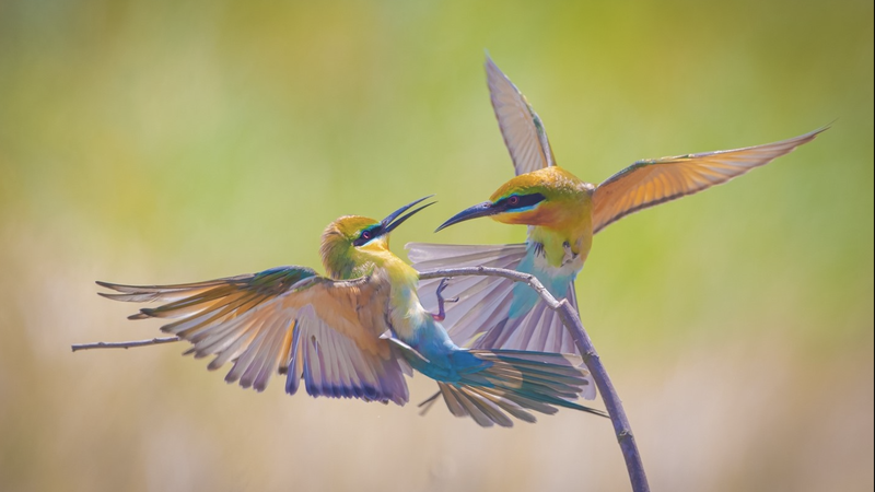 餌で仲間を誘惑する鳥に魅了される