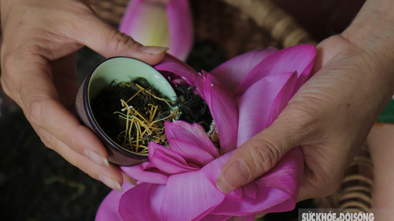 Discover the process of making the most expensive lotus tea in Hanoi