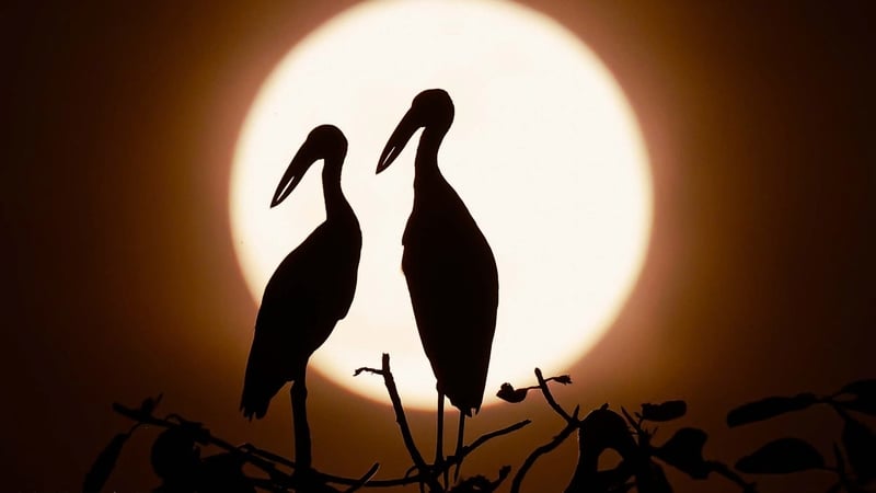 Perdido en el mundo salvaje en el jardín de aves de Ninh Binh