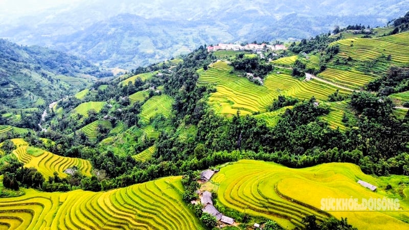 タイコンリンの高山にあるホアンスーピの静かな黄金の季節