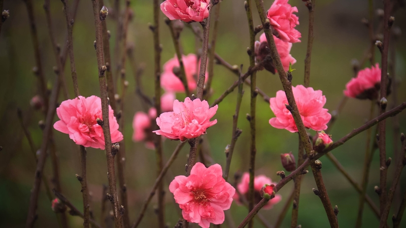 ハノイの花村は旧正月の準備で賑わっている。
