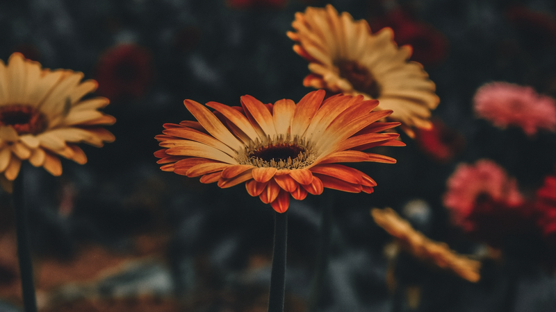 Pusat penjualan bunga marigold di Hung Yen laris manis menjelang Tết.