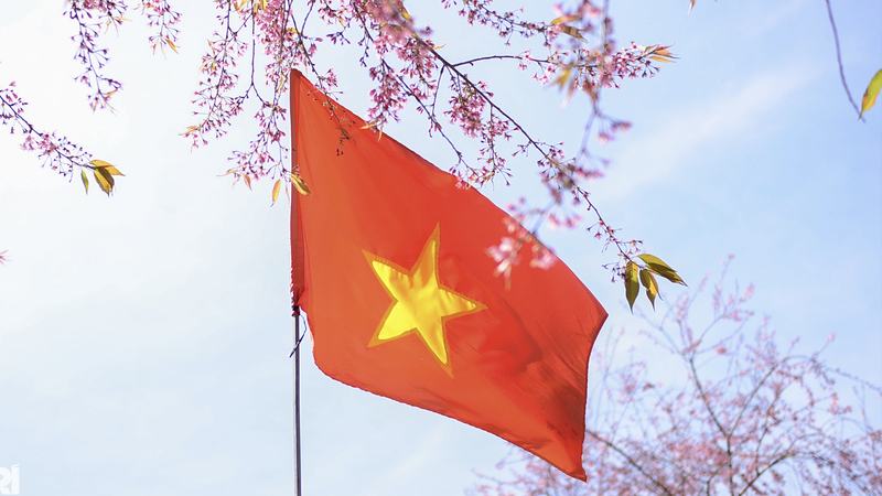 Mai anh đào bung nở, nhuộm hồng làng K’Ho ngoại ô Đà Lạt