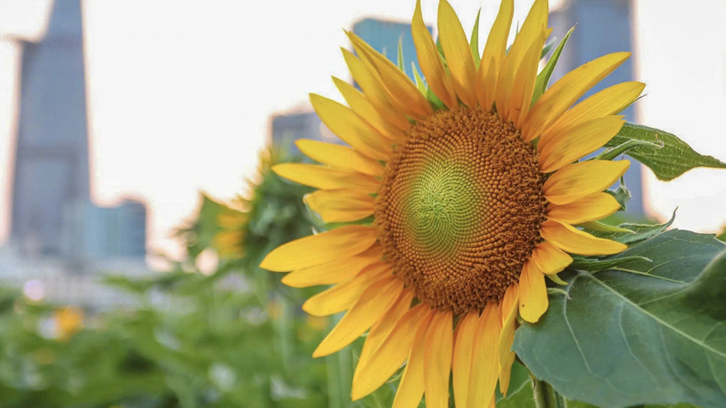 Los lugares para tomar fotografías de girasoles atraen a muchos visitantes durante las vacaciones de Año Nuevo en la ciudad de Ho Chi Minh.
